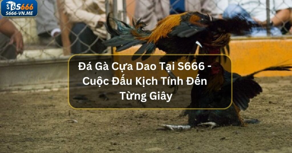 Đá Gà Cựa Dao Tại S666 - Cuộc Đấu Kịch Tính Đến Từng Giây