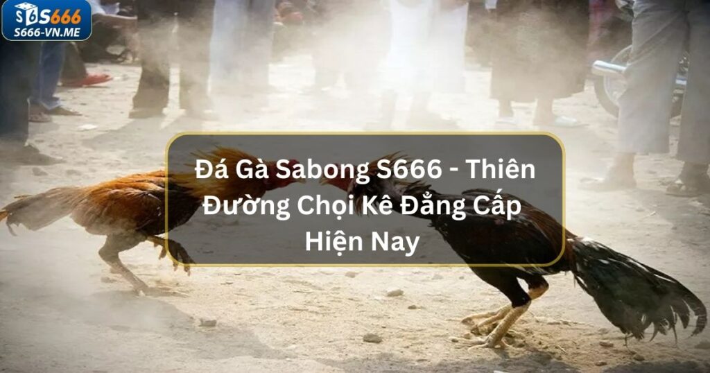 Đá Gà Sabong S666 - Thiên Đường Chọi Kê Đẳng Cấp Hiện Nay 