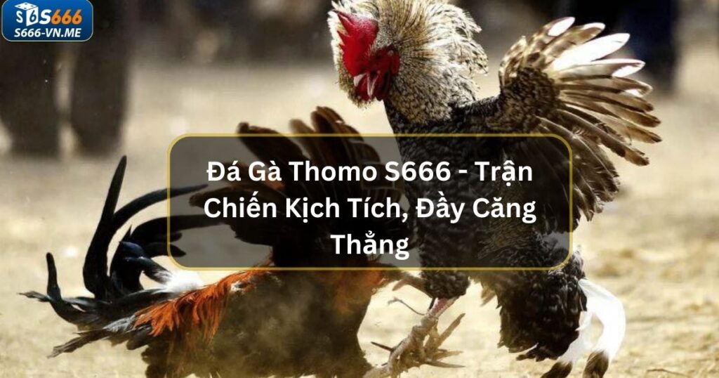 Đá Gà Thomo S666 - Trận Chiến Kịch Tích, Đầy Căng Thẳng