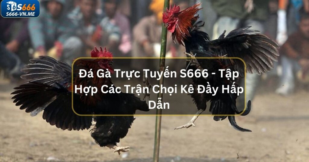 Đá Gà Trực Tuyến S666 - Tập Hợp Các Trận Chọi Kê Đầy Hấp Dẫn