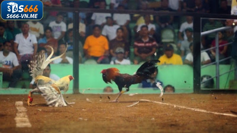 Một vài yếu tố ảnh hưởng tới kết quả trong đá gà cựa dao 